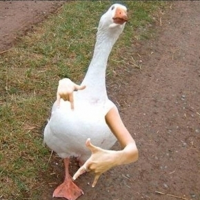 @patito